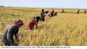 মিলারদের অনাগ্রহে দামে ধস লোকসানে কৃষক